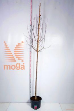 http://twentheplant.nl/tsd/78110_MAMOKUM_S91012C35_1.jpg