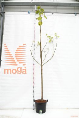 http://twentheplant.nl/tsd/78110_PATHULSD_S91416C70_1.jpg