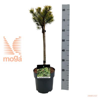 http://twentheplant.nl/tsd/70712_PIMCWINT_s040p23_1.jpg