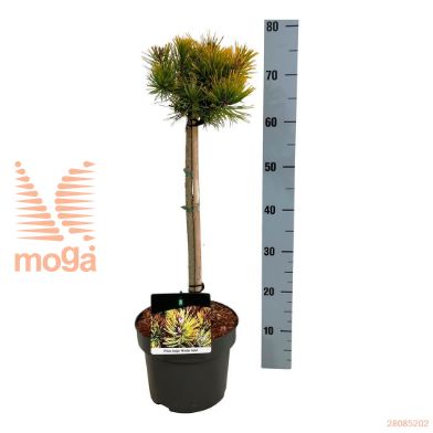 http://twentheplant.nl/tsd/70712_PIMWGOLD_s040p23_1.jpg
