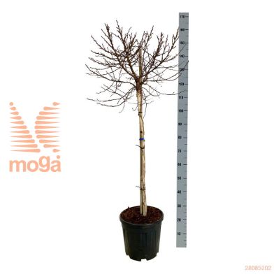 http://twentheplant.nl/tsd/55037_BEPMGLOB_s090c15_1.jpg