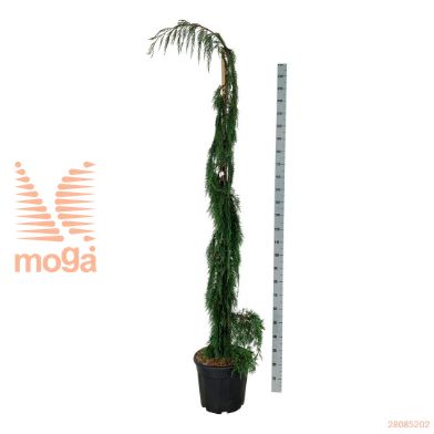 http://twentheplant.nl/tsd/55037_CHNMOONS_9C30200225E_2.jpg