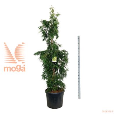 http://twentheplant.nl/tsd/55037_CRJKGOLD_9c55200225e_2.jpg