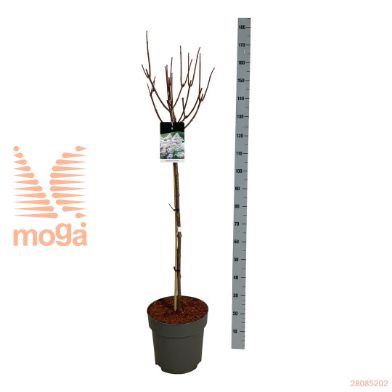 http://twentheplant.nl/tsd/55037_HYPEHARR_s090c15_1.jpg
