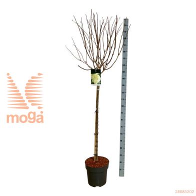 http://twentheplant.nl/tsd/55037_HYPLIMEL_s120c15_1.jpg