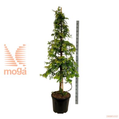 http://twentheplant.nl/tsd/55037_MEGAGLOW_9C55200225E_2.jpg