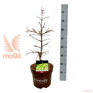 http://twentheplant.nl/tsd/55037_MAGHBROO_8p26050060_1.jpg
