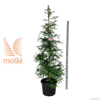 http://twentheplant.nl/tsd/55037_SESIMART_9C55225250E_2.jpg