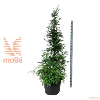 http://twentheplant.nl/tsd/55037_SESIMART_9C90200225E_2.jpg