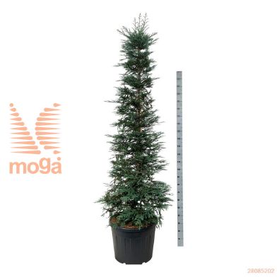 http://twentheplant.nl/tsd/55037_SESXENO_9C90200225E_2.jpg