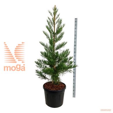 http://twentheplant.nl/tsd/55037_SEGPBLUE_9C90200225E_1.jpg