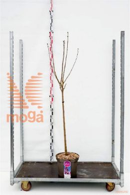 http://twentheplant.nl/tsd/74813_SYVPDESC_s090c12_1.jpg