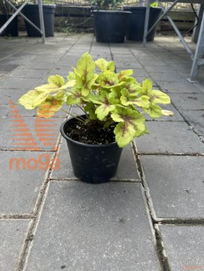 hojherela "Mojito"