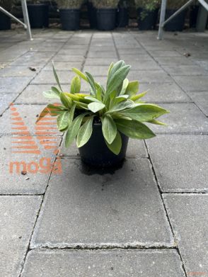 gorski glavinec "Amethyst in Snow"