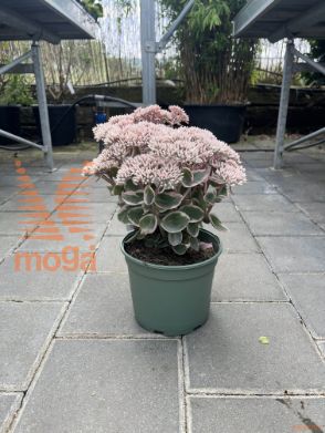 velika hermelika "La Vie en Rose"