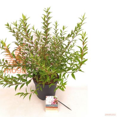 http://twentheplant.nl/tsd/76887_DEYTDELI_8P23040050_2.jpg