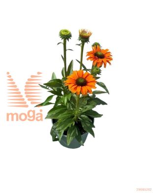 http://twentheplant.nl/tsd/98775_ECSUMINE_8P17_1.jpg