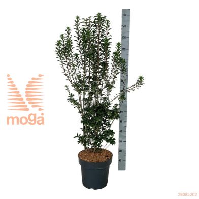 http://twentheplant.nl/tsd/55037_ENCPAGOD_9C15100125_2.jpg