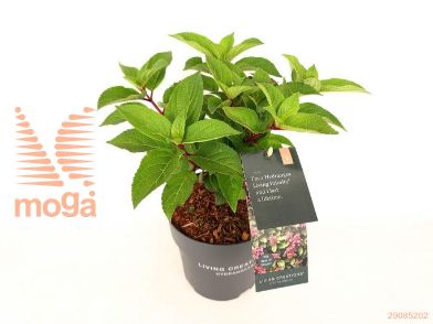 http://twentheplant.nl/tsd/76887_HYPINFIN_8P19030040_2.jpg