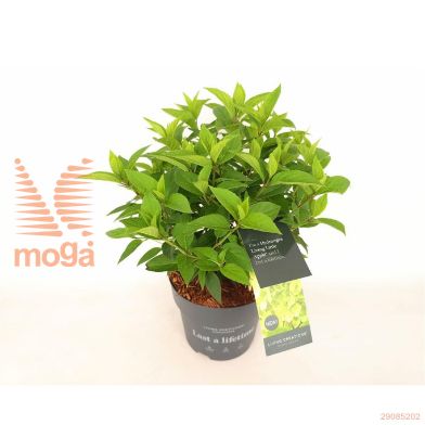 http://twentheplant.nl/tsd/76887_HYPLAPPL_8P19030040_2.jpg
