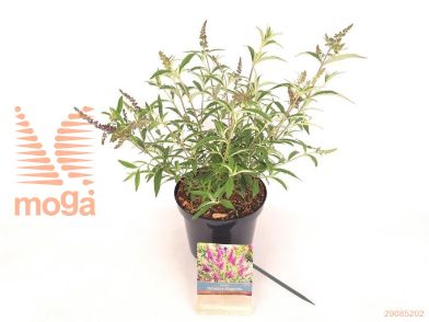 http://twentheplant.nl/tsd/76887_BUDOMAGE_8P19030040_2.jpg