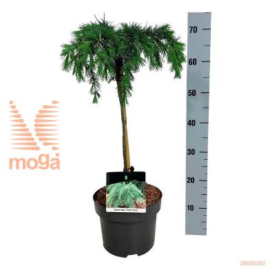 http://twentheplant.nl/tsd/70712_CEDFBLUE_s040p21_2.jpg