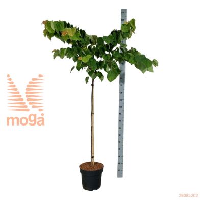 http://twentheplant.nl/tsd/55037_CECRSUN_s120c15_2.jpg