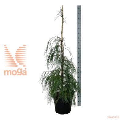 http://twentheplant.nl/tsd/55037_CHLDSOLO_9C30125150E_2.jpg