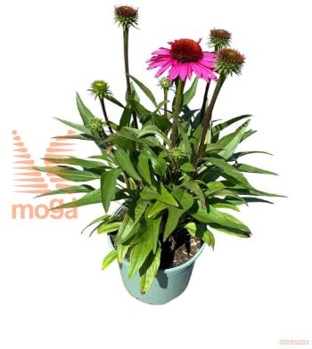http://twentheplant.nl/tsd/98775_ECSROSY_8P17_1.jpg