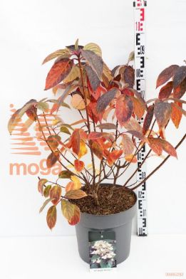 http://twentheplant.nl/tsd/55037_HYPWRED_9c15060080_1.jpg