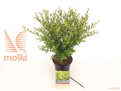 http://twentheplant.nl/tsd/76887_ILCSCARO_8P17030040_2.jpg