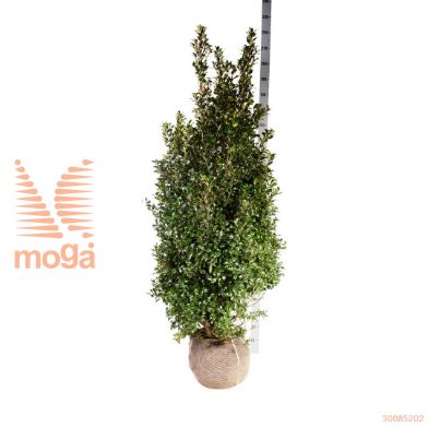 http://twentheplant.nl/tsd/53713_ILMHBLAU_K175200E_1.jpg