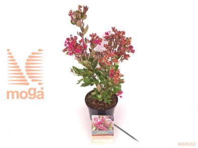 http://twentheplant.nl/tsd/76887_LAIWLKIS_8P17020030_2.jpg