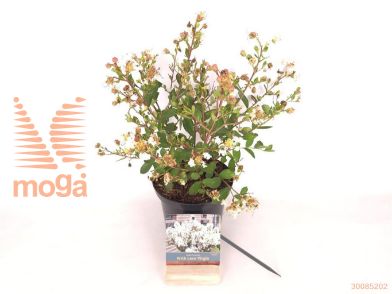 http://twentheplant.nl/tsd/76887_LAIWLVIR_8P17020030_2.jpg