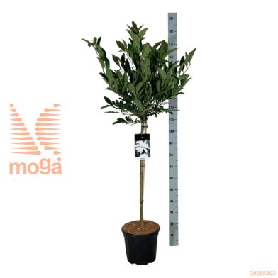 http://twentheplant.nl/tsd/55037_MASTELLA_s090c15_2.jpg