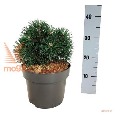 http://twentheplant.nl/tsd/70712_PINGPEAR_8p21020025_2.jpg