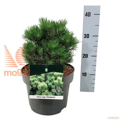 http://twentheplant.nl/tsd/70712_PIMHEIDE_8P21015020_2.jpg