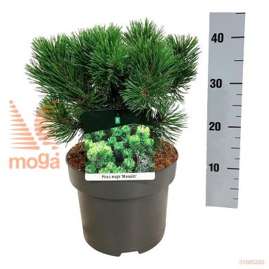 http://twentheplant.nl/tsd/70712_PIMMUMPI_8p21025030_2.jpg
