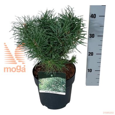 http://twentheplant.nl/tsd/70712_PISBPEAR_8p21020025_2.jpg