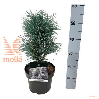 http://twentheplant.nl/tsd/70712_PINSFAST_8p21030040_2.jpg