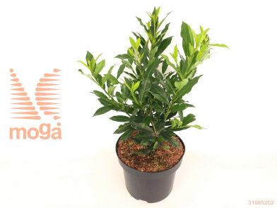http://twentheplant.nl/tsd/76887_PRLOSUPR_8P23030040_2.jpg