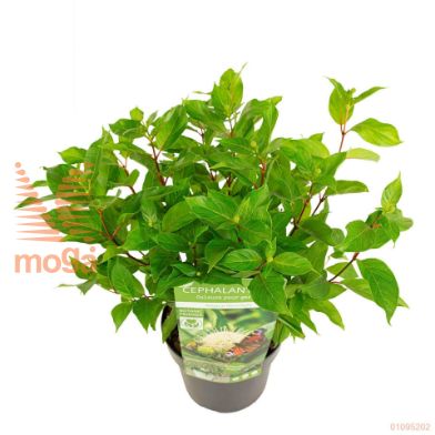 http://twentheplant.nl/tsd/82824_CEMMOONL_8P19030_2.jpg