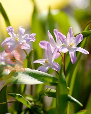 http://twentheplant.nl/tsd/97212_CHPGIANT_PER100,5_1.jpg