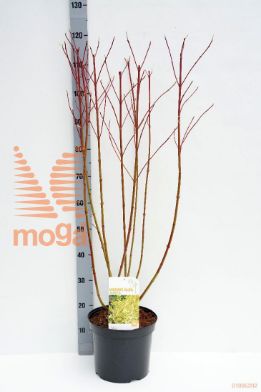 http://twentheplant.nl/tsd/68004_COAAUREA_8P26080100_1.jpg