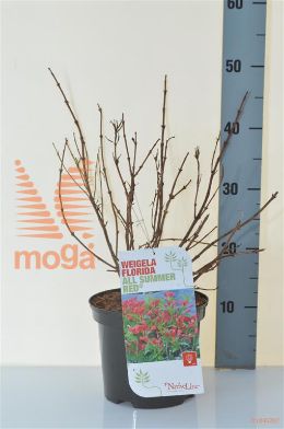 http://twentheplant.nl/tsd/68004_WEFASRED_8P19025030_2.jpg