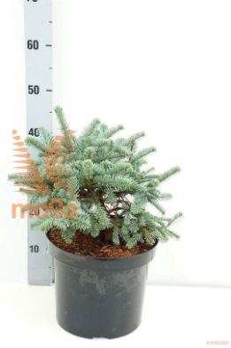 http://twentheplant.nl/tsd/94500_ABPBIZAR_8P26030035_1.jpg