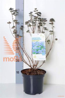 http://twentheplant.nl/tsd/68004_CACBCLOU_8P19030040_2.jpg