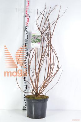 http://twentheplant.nl/tsd/68004_DEHSFIEL_8P26080100_2.jpg