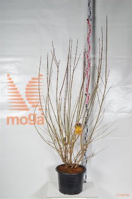 http://twentheplant.nl/tsd/68004_FOISPECT_9C20125150_2.jpg