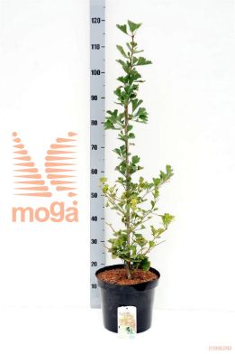 http://twentheplant.nl/tsd/94500_GIBBGOLD_8p26080100_1.jpg